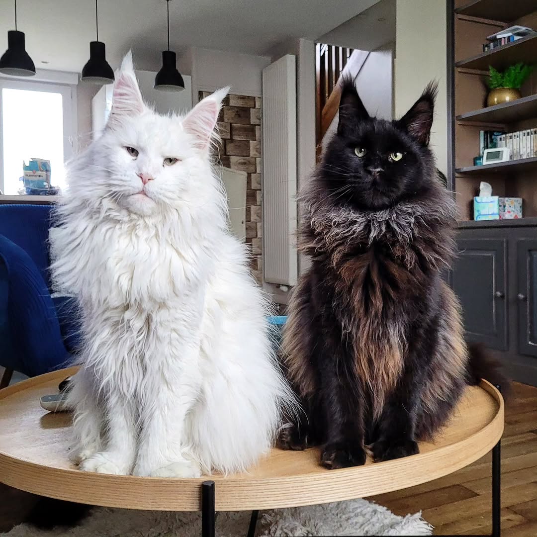 Elite Maine Coon Cattery