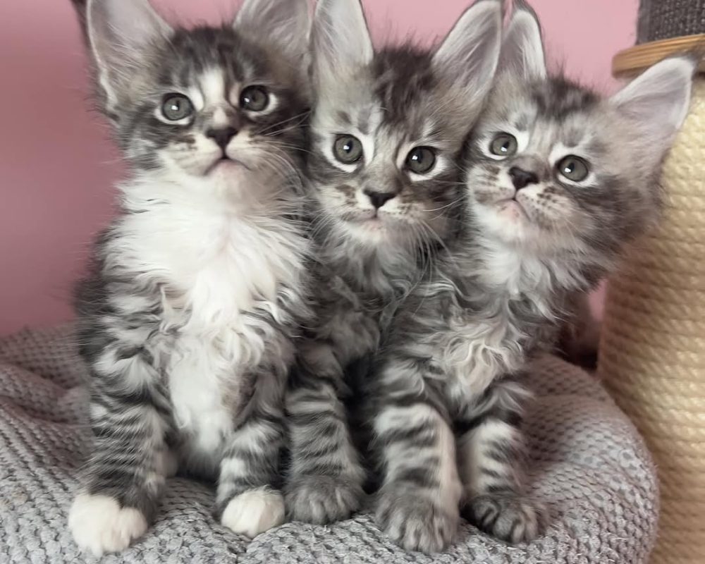 Elite Maine Coon Cattery