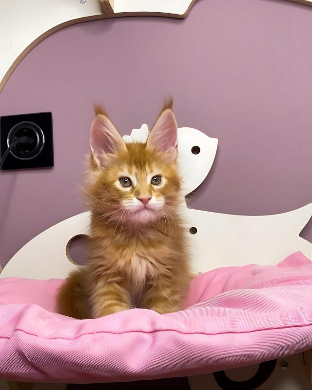 Elite Maine Coon Cattery